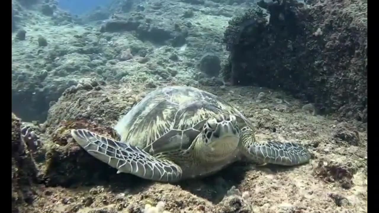 Saw this Awesome Turtle today