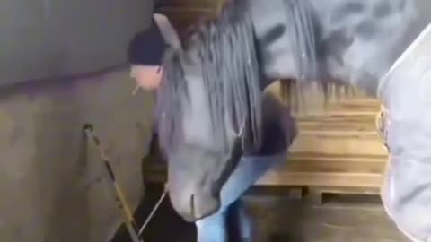 horses funny