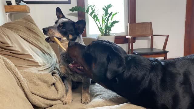 Corgi Teases Rottweiler with Bone