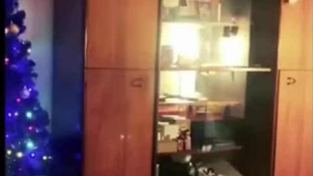 Pets brain training tricks # shorts
