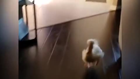 trying to keep up with my tall friend