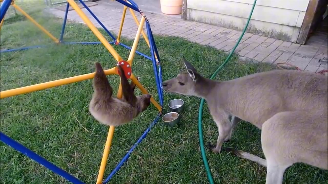 "Slothful Cuteness Overload: Hilarious Baby Sloths Being Sloths - Ultimate Compilation!"