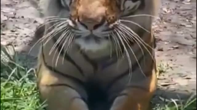 cute tiger meow XD