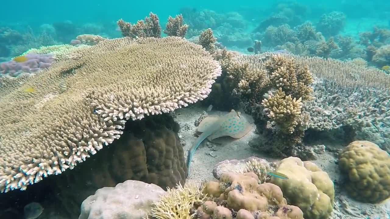 Beautiful view under the sea 2021