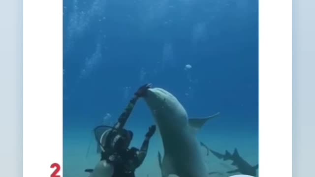 Scary Anaconda Vs Shark caught on camera