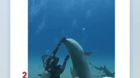 Scary Anaconda Vs Shark caught on camera