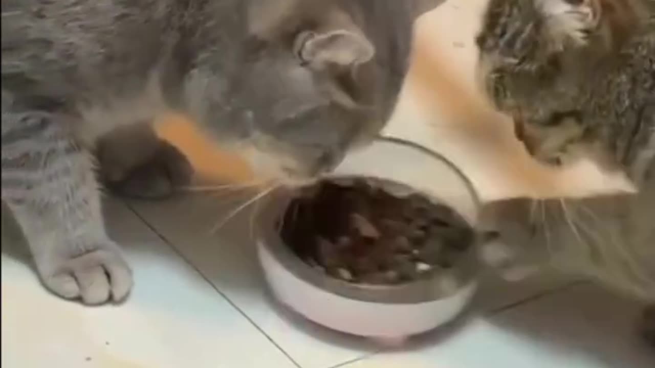 Funny and Cute Cats Videos #467