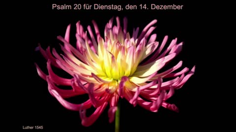 Psalm 20 für Dienstag, den 14. Dezember