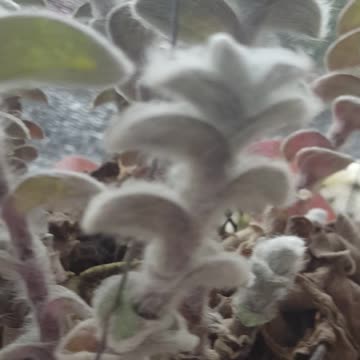 clathea chintya flower