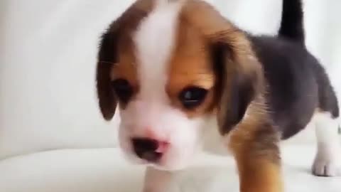 Funny Dog Videos 2021 It's time to LAUGH with Dog's life144