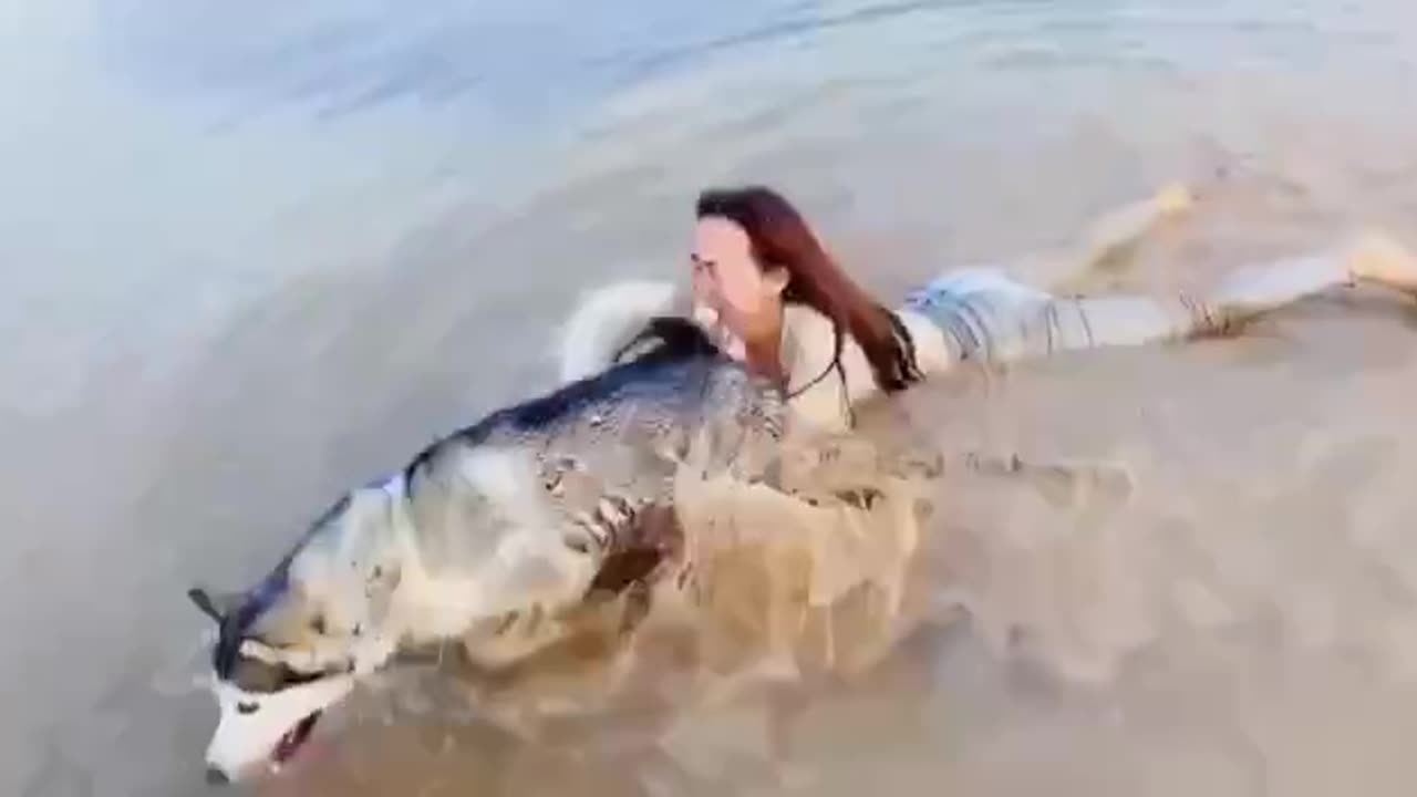 you should have your pet under control