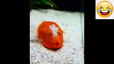 Cuteness Explosion | Aww-Inspiring Baby Animals Videos Compilation - Funny and Heartwarming! 🐶🐱