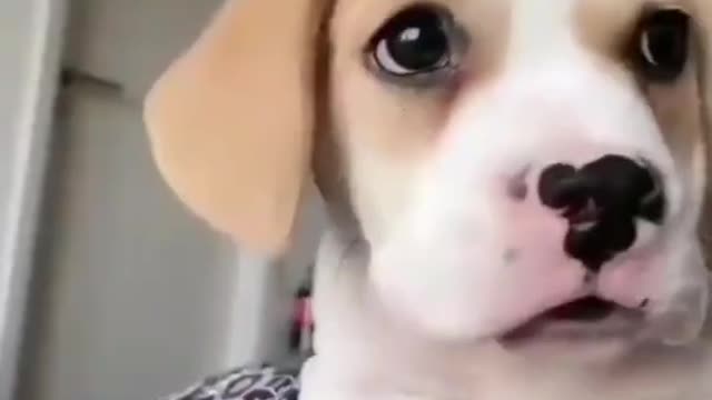 😍Cute and Funny Dog Compilation #shorts