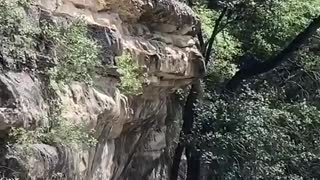 Dog Dives off Land Bridge into River