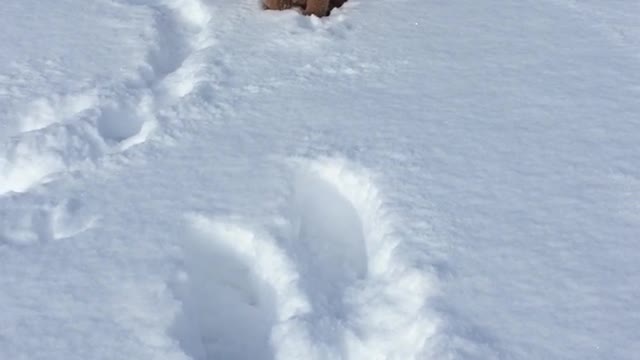 Fluffy brown puppy blue collar jumping in snow