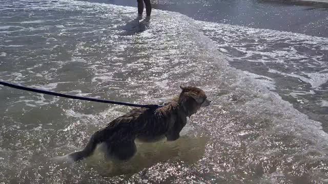 Stella learning to swim at Juno Beach