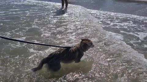 Stella learning to swim at Juno Beach