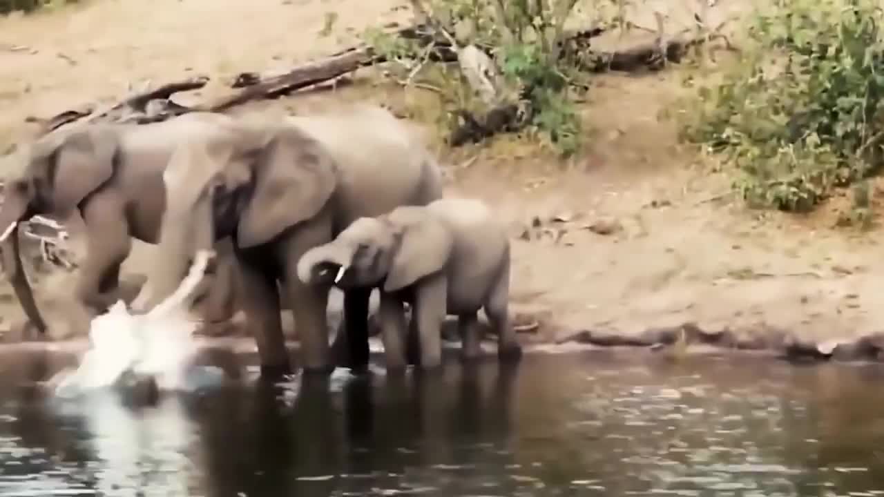 The battle between Lion and other wind animals