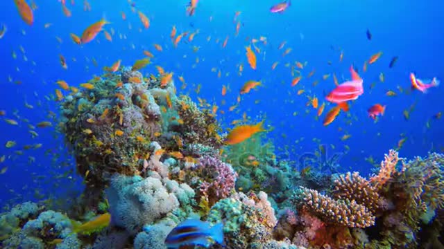 Underwater Colorful Tropical Fishes.