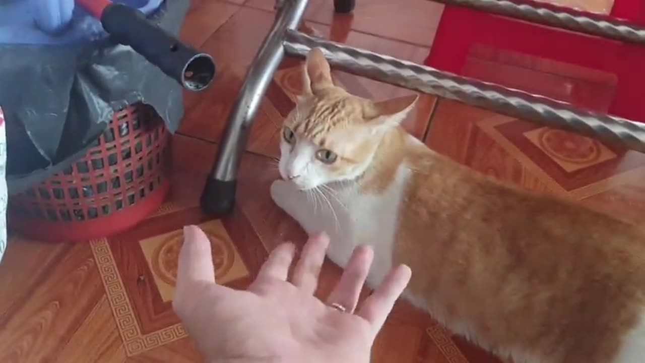 Big Cat Reacts Angry and Attack Cameraman When Being Filmed | Viral Cat