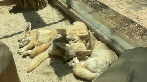 Desert foxes take a nap in groups.