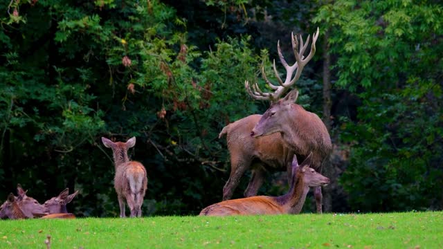 relaxing music calm music wildlife music