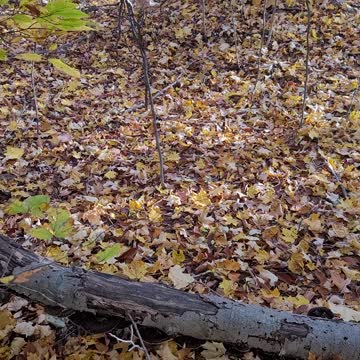 I spy mushroom hunt super easy, J'espionne la chasse aux champignons super facile,