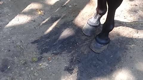 The horse is happy because it wants to be taken for a walk