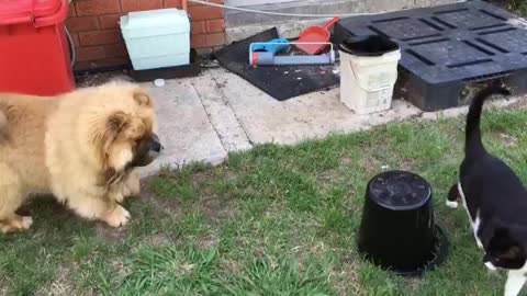 Chow Chow vs my mum's cat