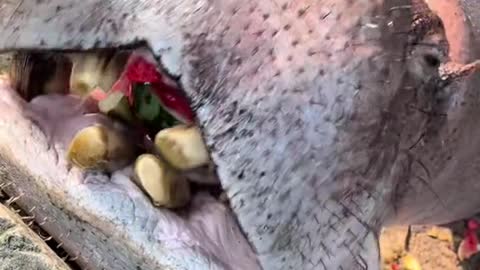 Hippo eating watermelon