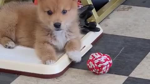 Dog,Young Welsh Corgi! Come on!