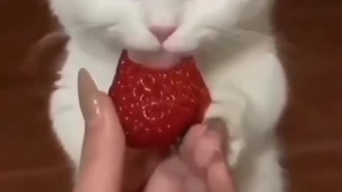 When you have a cute animal funny