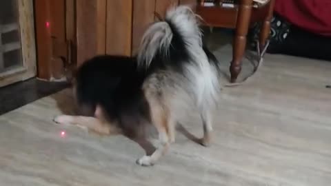 Dog funny video🤣🤣🤣🤣