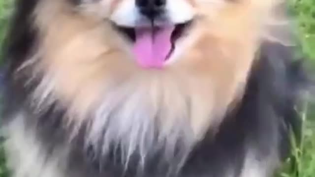 Top Funny Cute Dog Videos and TIKTOK Compilation #short