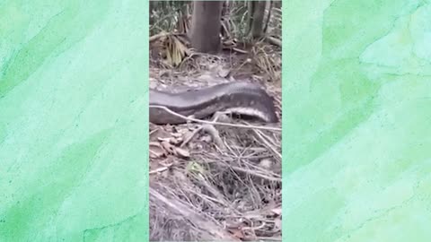 During a walk, the sad surprise. A 10 meter anaconda, my God!!