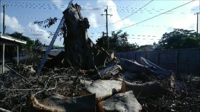 AA Tree Service Lauderdale Lakes - (954) 289-2927