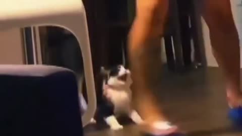 funny cat video