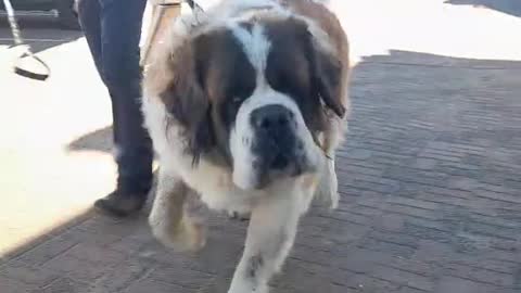 Omg 100kg havy dog