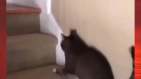 Drunk Cat