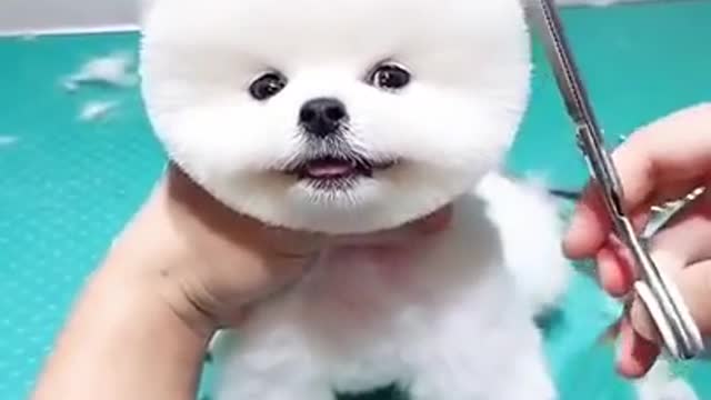 Cup Dog hair cutting 🔥🔥