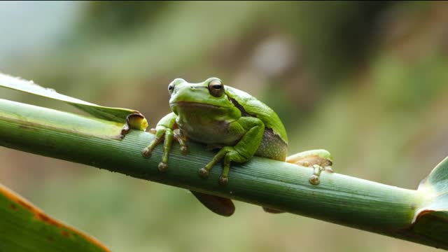 Animals of nature