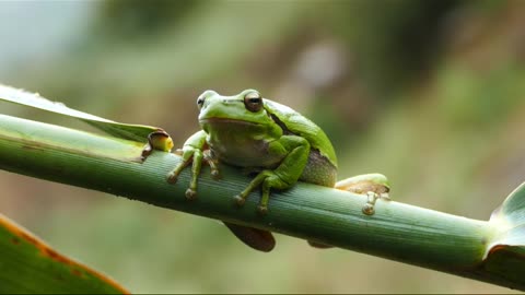 Animals of nature