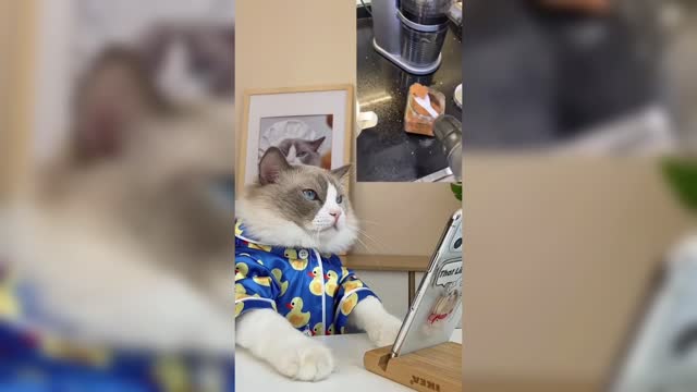 Cat [Funny cat] cute and funny cat videos to keep you smiling.