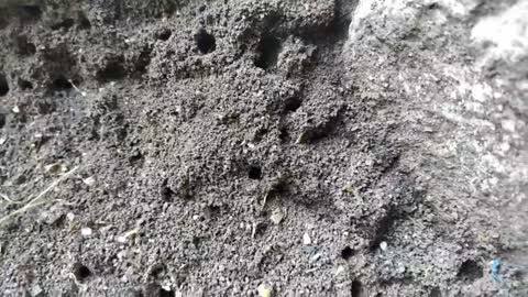 Ukrainian ants in anthill