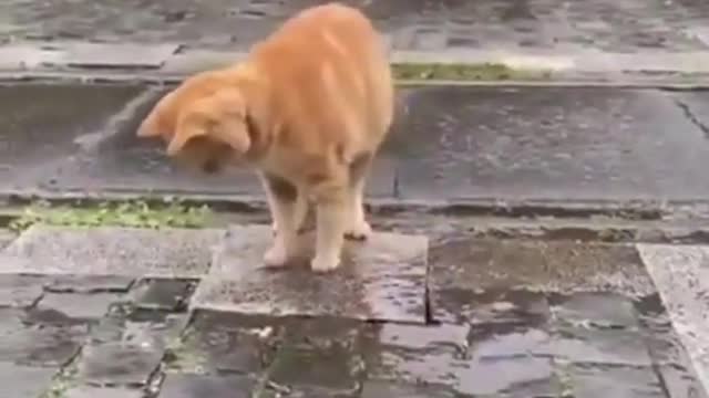اتفه القطط الموجودة《مضحك جدا》