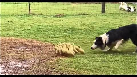 Funny video
