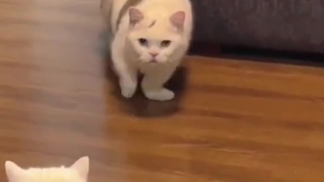 5.#cute cat#shorts