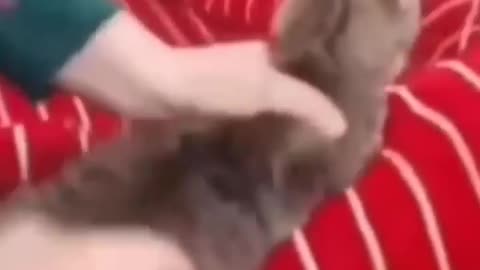 Funny cat episode 58 shorts (720p)