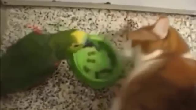 Amazing Cats Funniest Videos