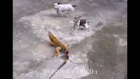 Dogs Fight With Strange Mamba